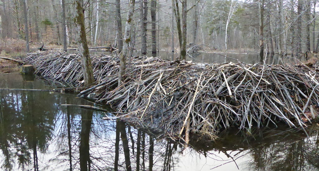 Beaver Dam